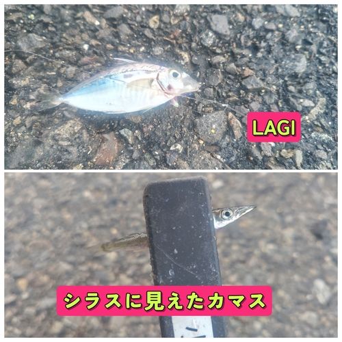 カマスの釣果