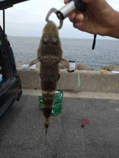 マゴチの釣果