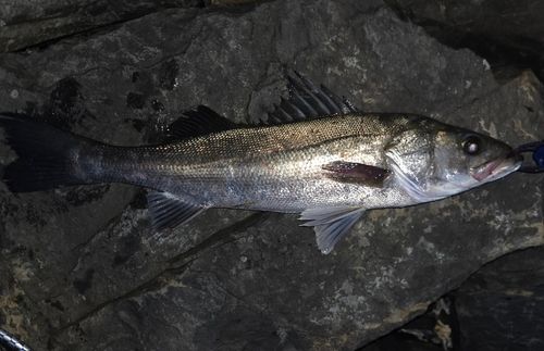 フッコ（マルスズキ）の釣果