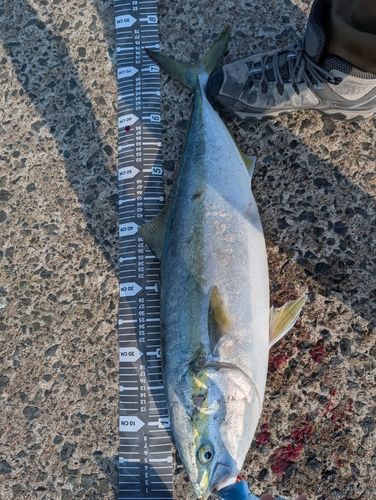 ワラサの釣果