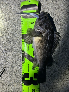 クロソイの釣果
