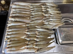 キスの釣果