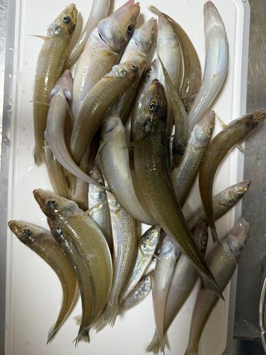 キスの釣果
