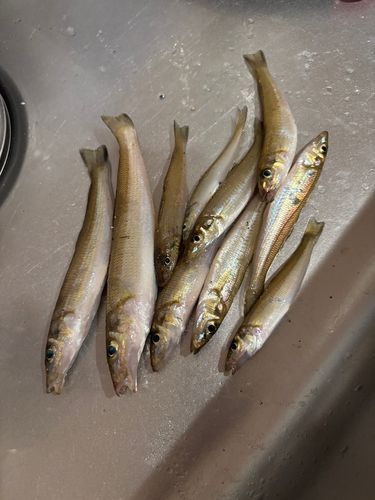 キスの釣果