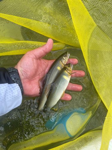 アユの釣果