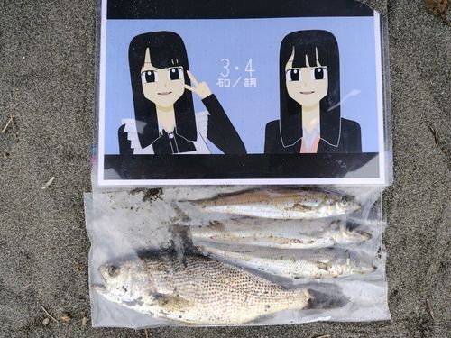 シロギスの釣果