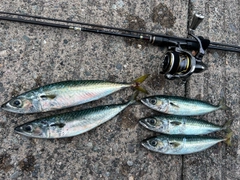 サバヒーの釣果
