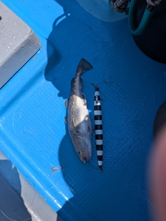 マダラの釣果