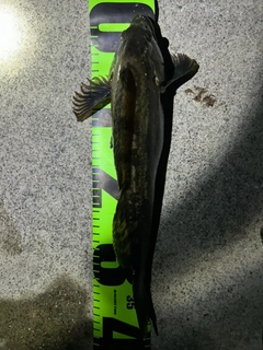 アイナメの釣果