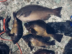 クチブトグレの釣果