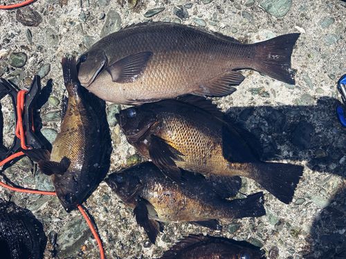 クチブトグレの釣果