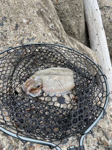 コウイカの釣果
