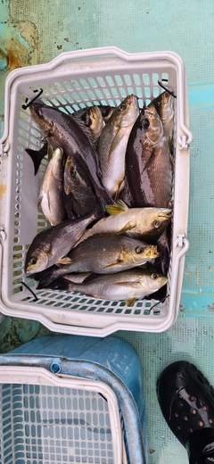 イサキの釣果