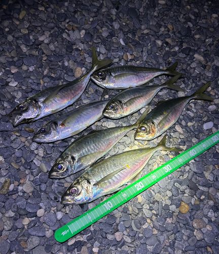 マアジの釣果