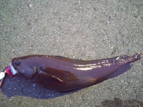 エゾイソアイナメの釣果