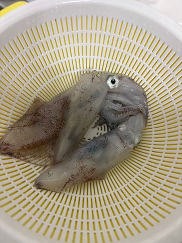ヒイカの釣果