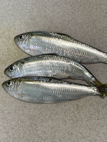 サッパの釣果