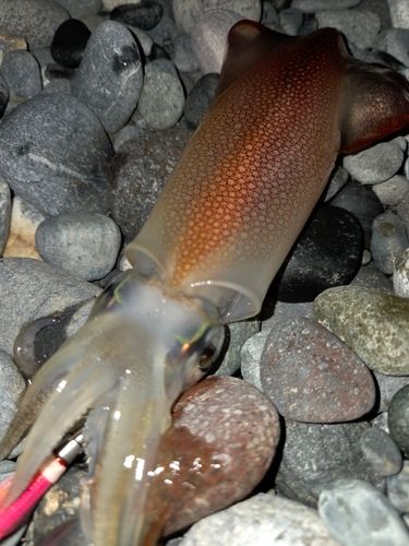 ヒイカの釣果