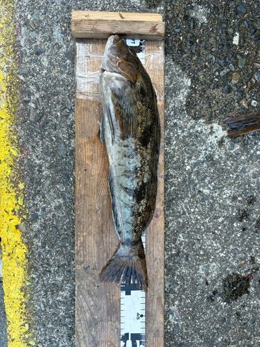 アイナメの釣果