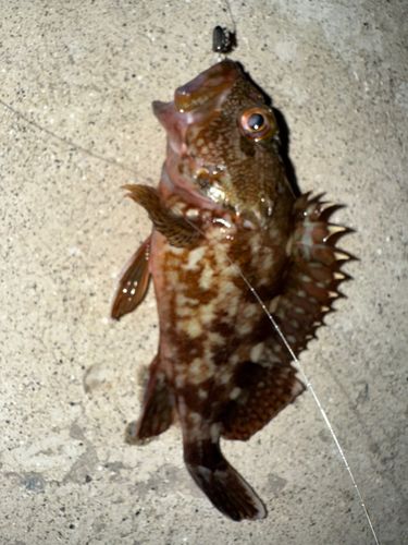 カサゴの釣果