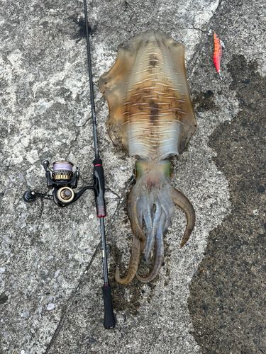 アオリイカの釣果