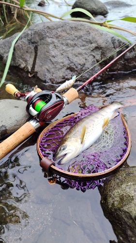 アマゴの釣果
