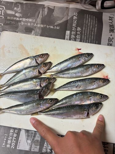 ゴマサバの釣果