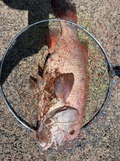 コブダイの釣果