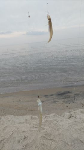 シロギスの釣果