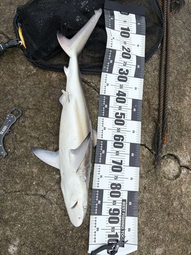 サメの釣果