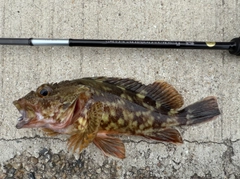 カサゴの釣果