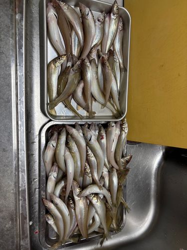 キスの釣果