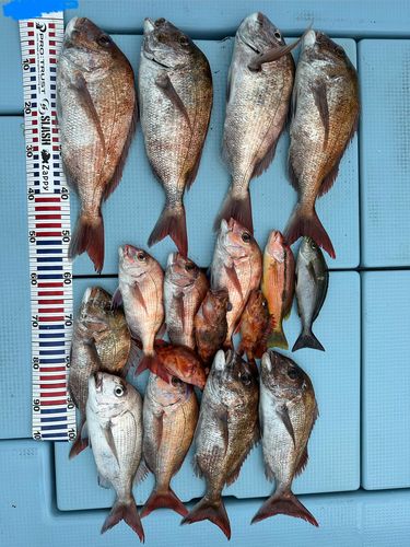 イサキの釣果