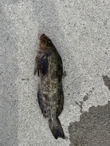 アイナメの釣果