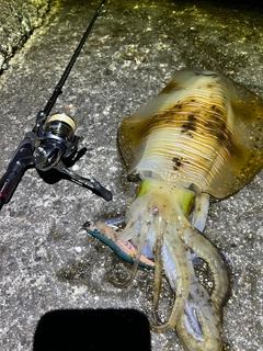 アオリイカの釣果