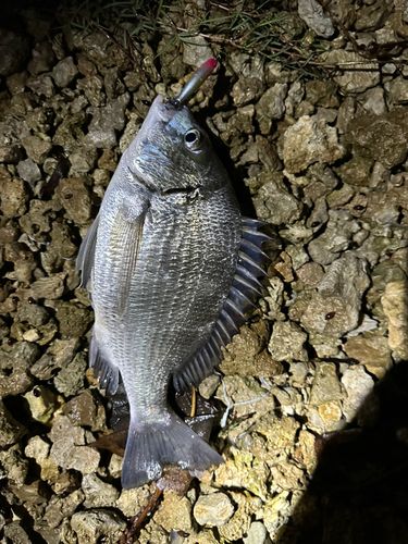 チヌの釣果