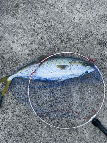 ハマチの釣果