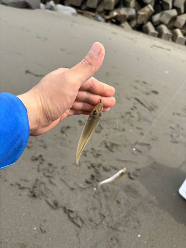 キスの釣果