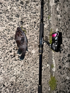マゾイの釣果