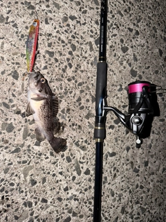 クロソイの釣果