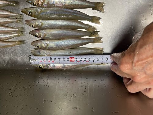 キスの釣果