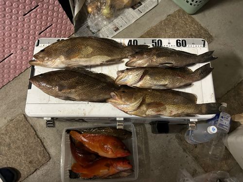 オオモンハタの釣果