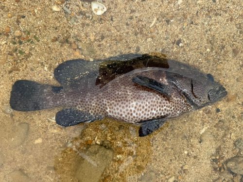 チャイロマルハタの釣果