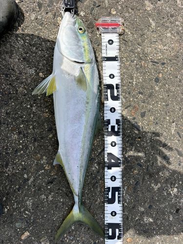 ワラサの釣果