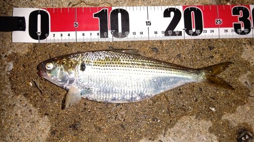 コノシロの釣果