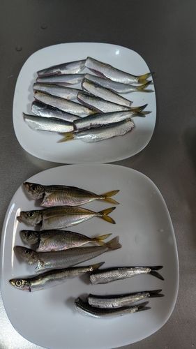 ウルメイワシの釣果