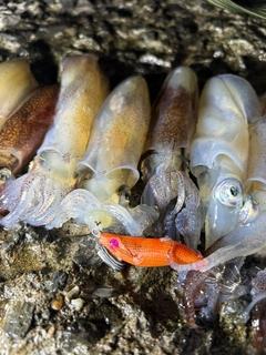マメイカの釣果