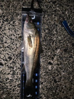 マルスズキの釣果