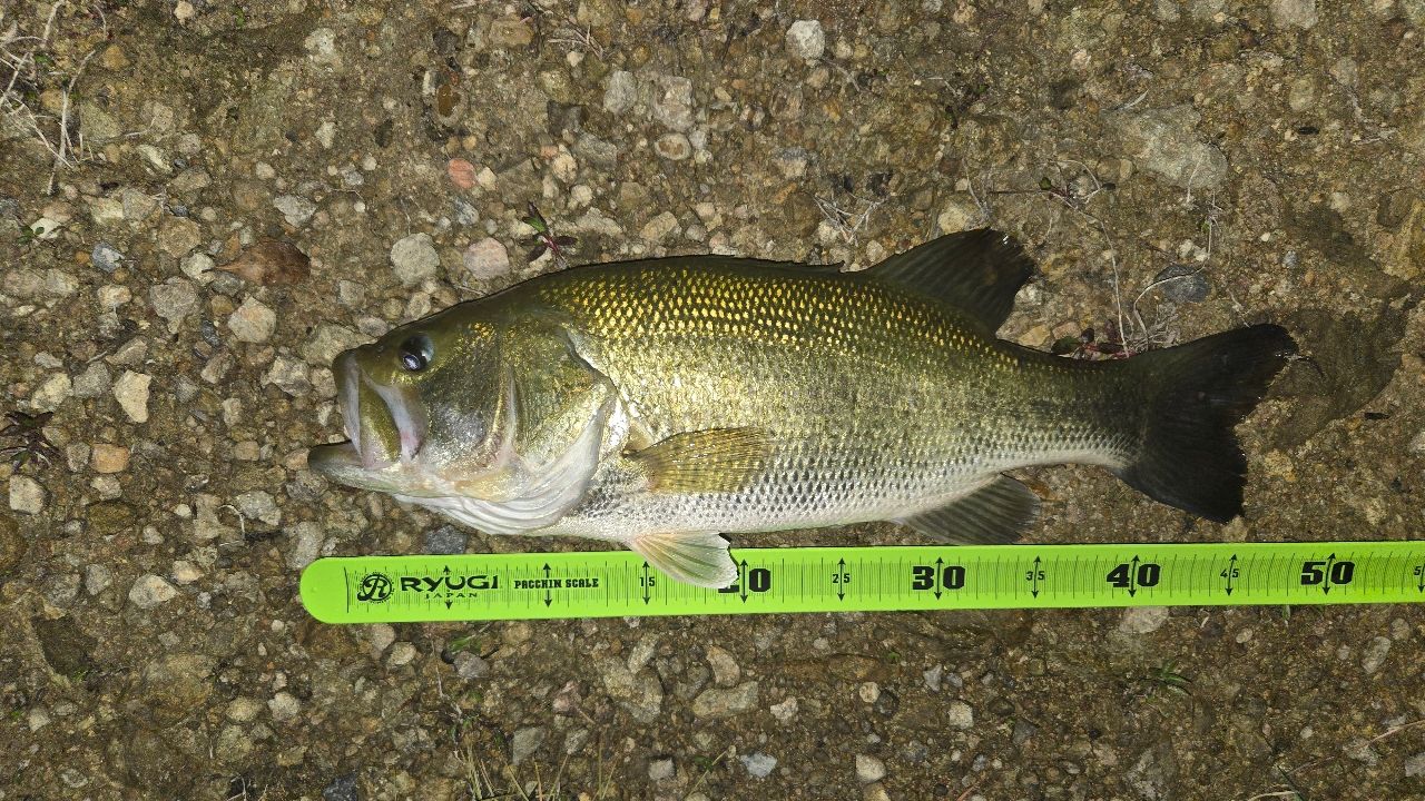 ブラックバスの釣果写真