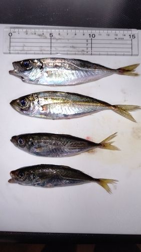 アジの釣果